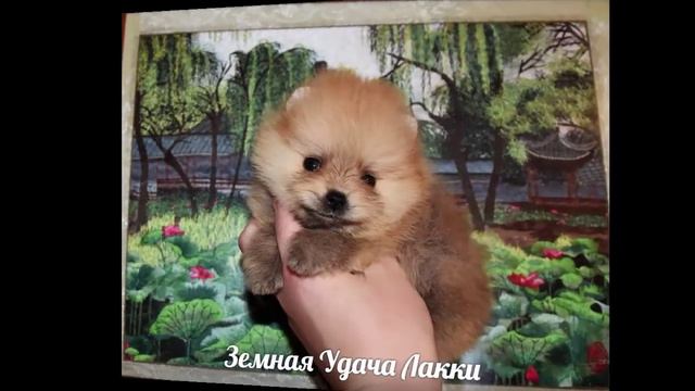 Щенок померанского шпица Лакки|Puppy Pomeranian lucky смотреть онлайн