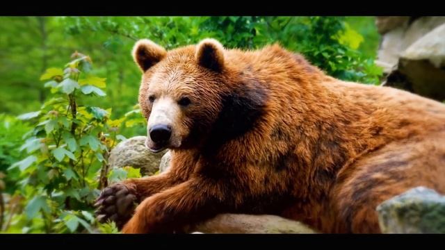 Trailer. Alex Gorund-Таёжные истории. ТАЙГА.