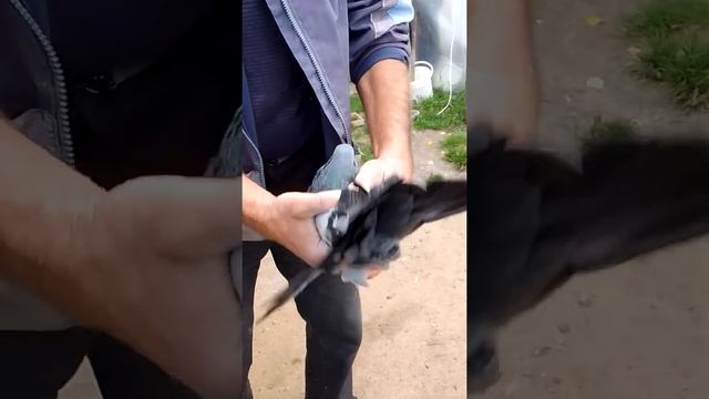 николаевские голуби! 23-09-2022 смотреть онлайн