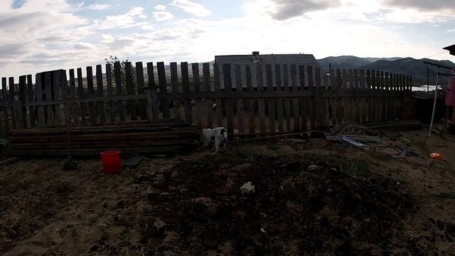 СОБАКА копает картошку?! смотреть онлайн