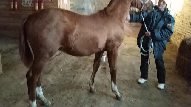 Бэрримор, донской жеребчик, 7 месяцев смотреть онлайн