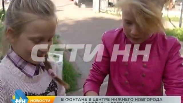 Красноухие черепахи завелись в фонтане в центре города смотреть онлайн