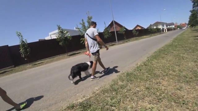 Бурная реакция на машины (Бордер-колли)