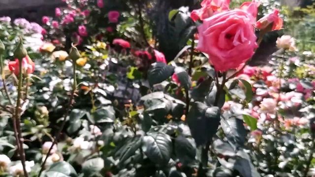 Вспомним, как цвели розы смотреть онлайн