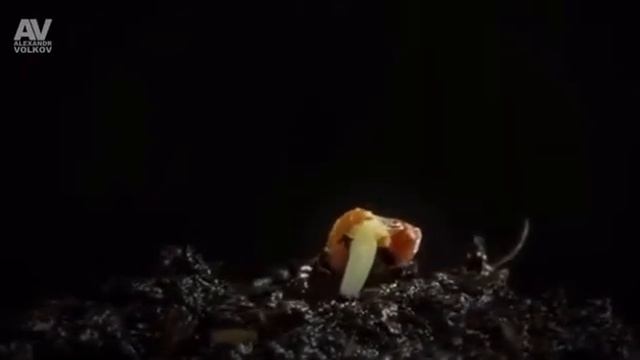 О компании Гринвей GREENWAY миссия компании