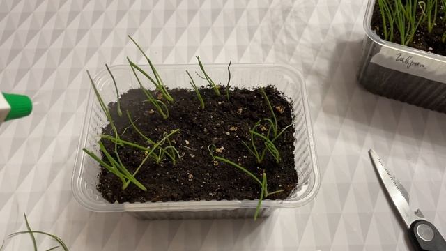 ЭКИБИШЕН? стрижка! +ЛАЙФХАК для полива рассады