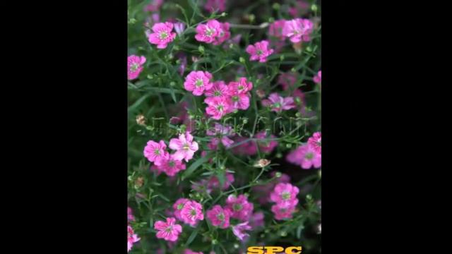 #Многолетники18 Другие #многолетники2 #Цветы для сада и бизнеса от Ольги Шевчук смотреть онлайн