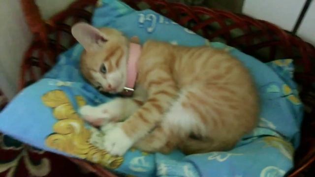 / ♥ДРЕССИРОВКА ЖИВОТНЫХ♥ / Как приучить котенка к своему месту??? / Аж два способа!!! / смотреть онлайн