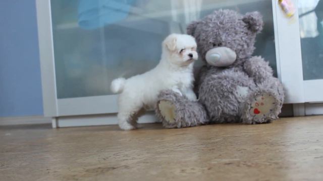 Левгорд Фантастик Бой (ACE CASPER OF ELEGANCE MALTESE (Корея) KAMILLA OF MUNHWA KENNEL( Корея)) смотреть онлайн