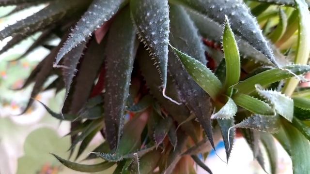 Хавортия. Кактус. Как ухаживать. смотреть онлайн