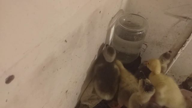 Как выращивать гусят смотреть онлайн