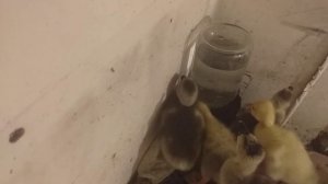 Как выращивать гусят