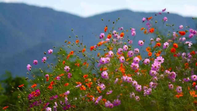 Um Cristão Pode Fazer Tatuagem? é Pecado? Onde Está Escrito Na Bíblia, Levítico