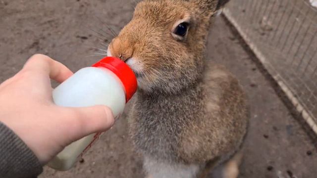 Чмокающие зайцы. Возвращение молочных беляков смотреть онлайн