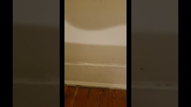 Raid Ant & Roach spray fail #2 смотреть онлайн