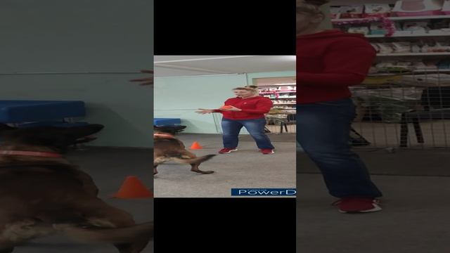 Чем занять собаку дома или поиграем