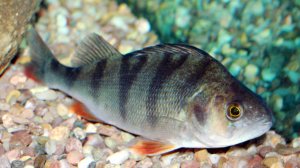 Ловля окуня на мормышку.