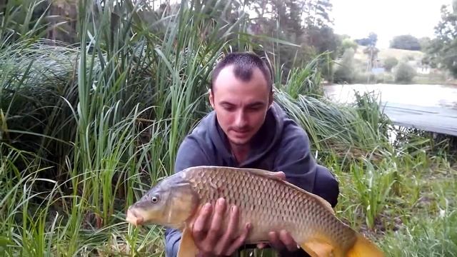 Рыбалка в селе Сосновка, рекорд 11 кг и общий улов 58 кг / Carp Fishing смотреть онлайн