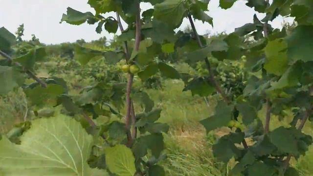 Фундук миллионер с орешка