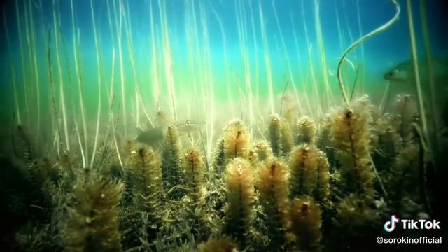 Реакция рыбы на Бородинский хлеб смотреть онлайн