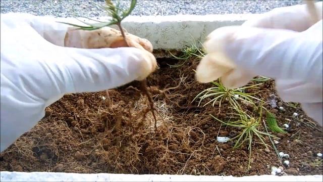 朝鮮五葉 ポット上げ (Pinus koraiensis. Replant in pot) смотреть онлайн