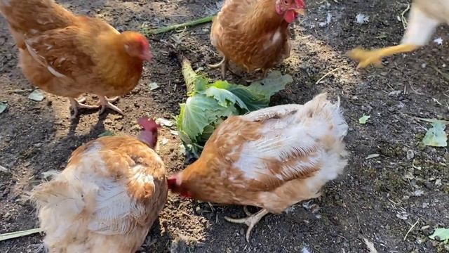 КАПУСТА ? ДЛЯ КУР несушек и цыплят, польза и вред//Грубый зелёный корм для кур и цыплят смотреть онлайн