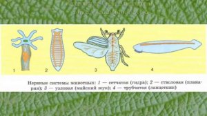 Биология 10 кл Проф уровень §38 Раздражимость и регуляция у организмов