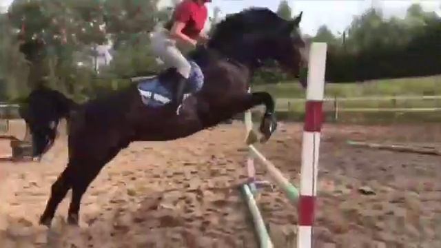 Жеребец в спорт 19/10✨201 смотреть онлайн