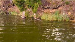 ВЕРХНЕРУЗСКОЕ водохранилище!  ОКТЯБРЬ 2020