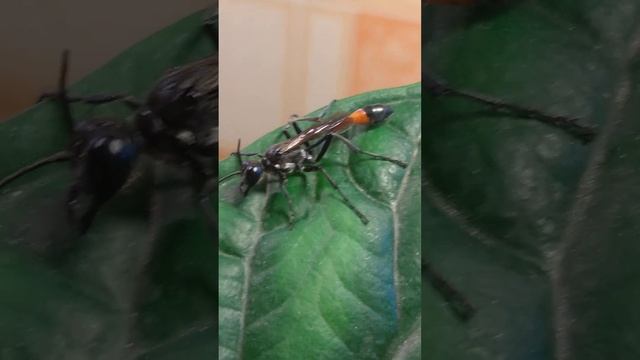 аммофила подсемейство ос #насекомые #осы #аммофила смотреть онлайн