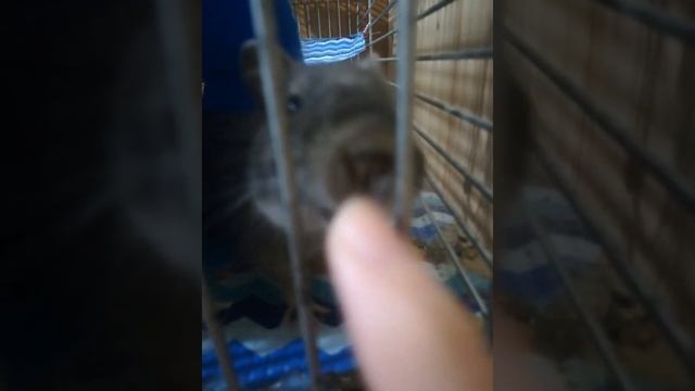 Белочка Дегу разговаривает #белочкаДегу #Дегу #дегуСвистит смотреть онлайн