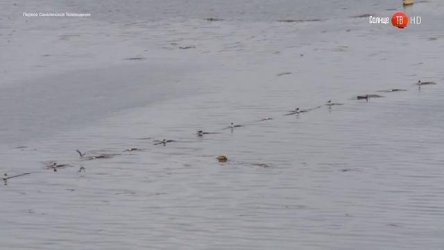 16.02.2017 В Смирных задержали иностранца смотреть онлайн