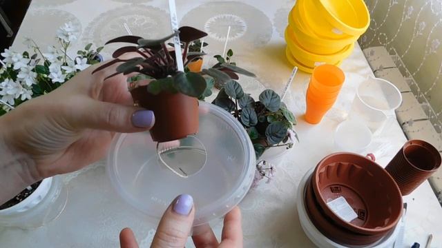 Трейлеры! Уход! Размножение! Цветущие трейлеры смотреть онлайн