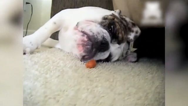 Самые смешные сонные собаки и кошки смотреть онлайн