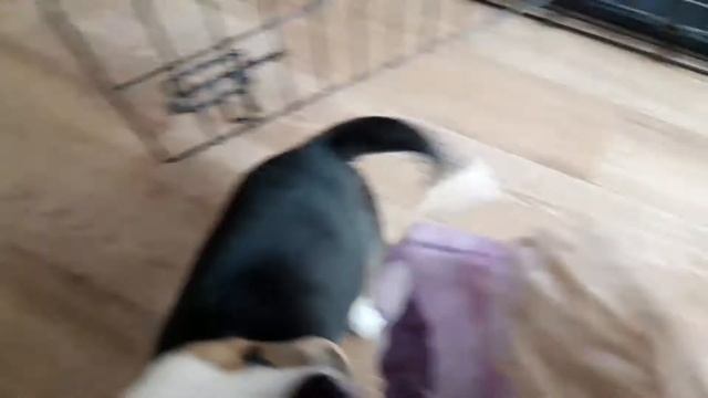 Бигль. Первые часы в доме смотреть онлайн