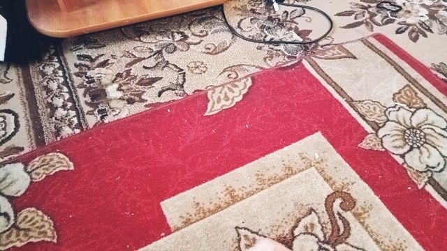 Как вырастить картофель из семян? смотреть онлайн