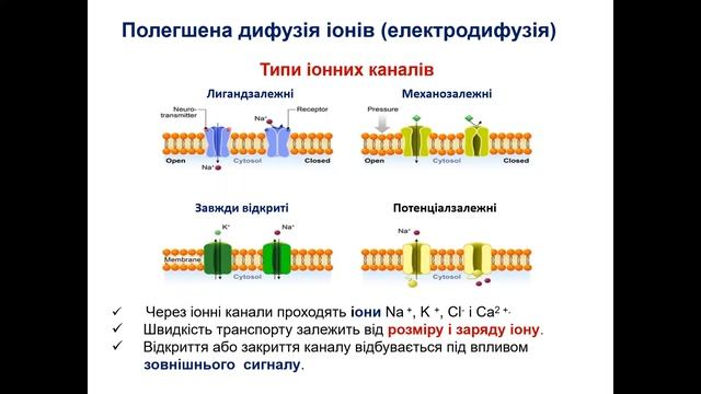 Функціональна біохімія 3 курс Лекція Функції біомембран укр смотреть онлайн
