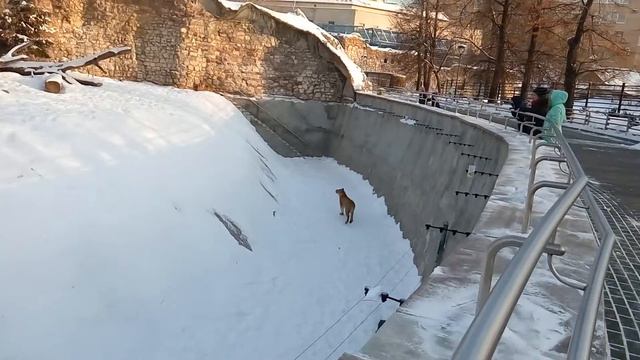 Москва, зоопарк. Львы. смотреть онлайн