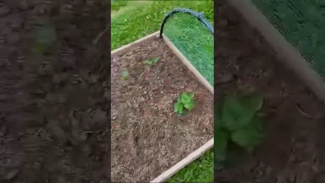 ЛПХ А&А!Как не надо делать. смотреть онлайн