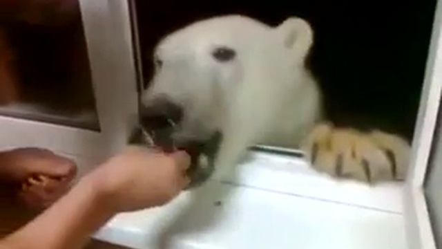 Белый медведь пришел к людям смотреть онлайн