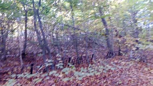 Что за грибы!!? VID 20231102 144633 смотреть онлайн