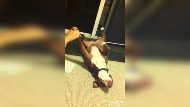 Собака-актер без оскара смотреть онлайн