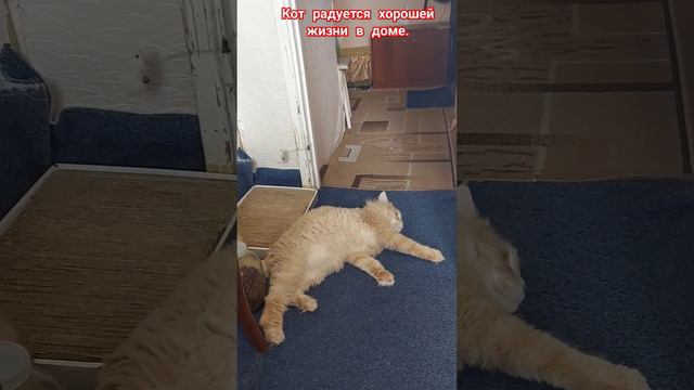 Кот у которого все есть. смотреть онлайн