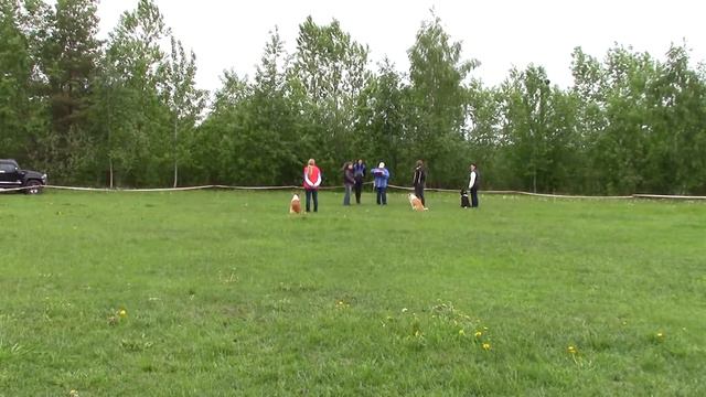 Выдержки ОБД 2 квалиф. соревнования 28.05.16 смотреть онлайн