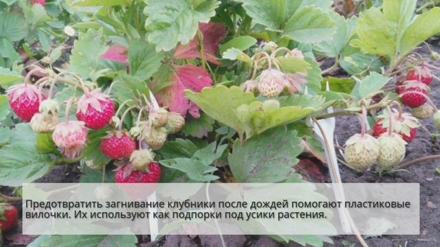 Необычное применение ложек и вилок на даче смотреть онлайн