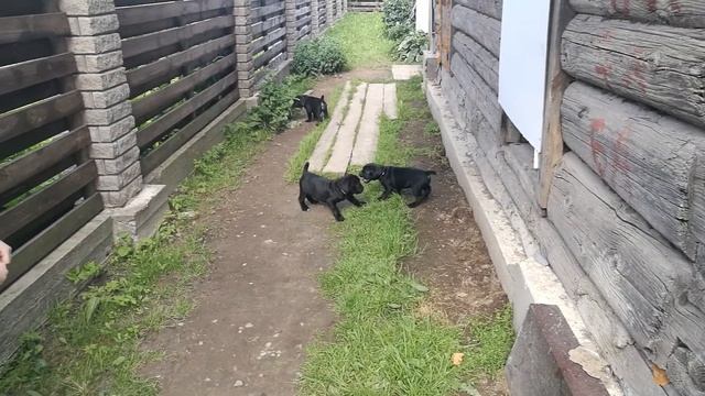 Выбираем щенка Кане корсо, часть вторая. смотреть онлайн