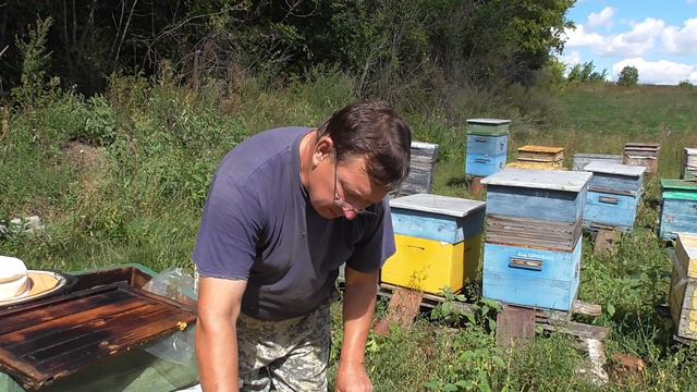 Сколько расплода и мёда через 15 дней после качки. смотреть онлайн