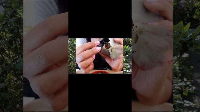 #short Echeveria gibbiflora noir (Reproducción)❤️❤️❤️ смотреть онлайн