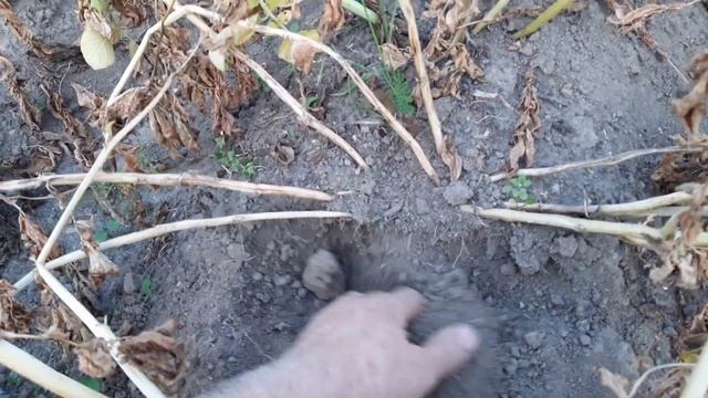 Болтовня на картофельной клумбе))) смотреть онлайн
