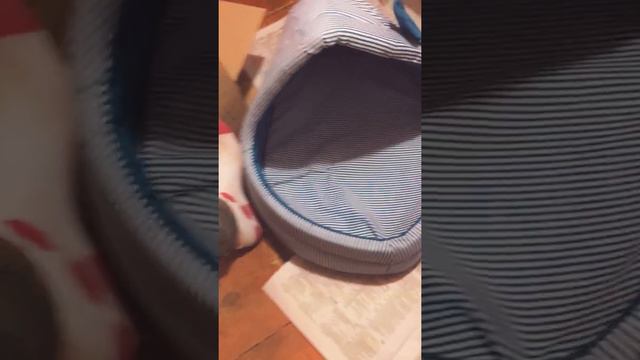 Распаковка домика для собаки с ozone смотреть онлайн